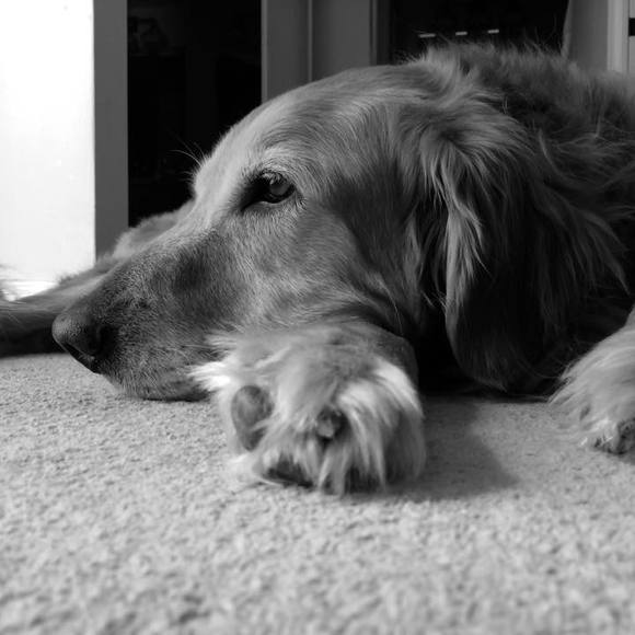 Meet your Posher, Emma - Picture 1 of 1